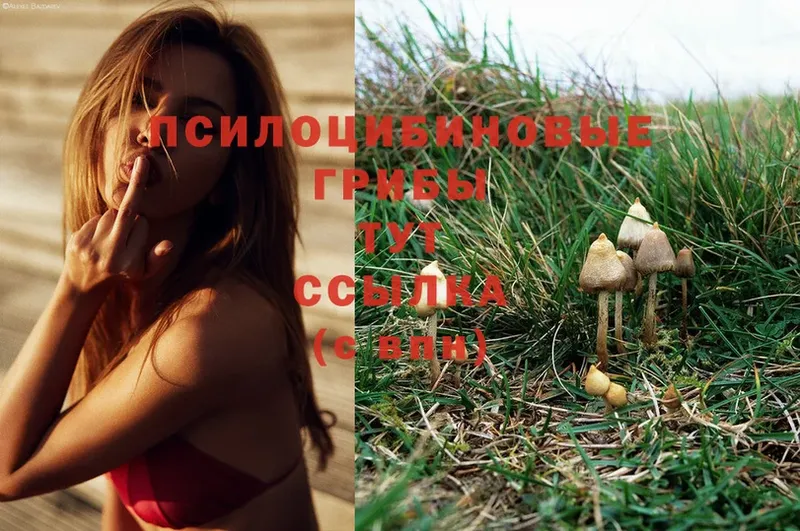 Галлюциногенные грибы Magic Shrooms  где купить наркоту  Арамиль 